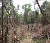 Operação investiga desmatamento em Itaporã e mais 36 municípios de MS