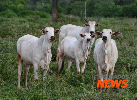 Frigorífico de MS é habilitado para exportar soro fetal bovino para a China
