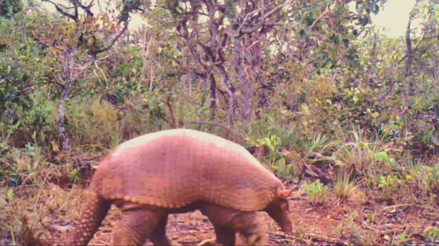 Tatu gigante é visto no Parque Nacional de Brasília - iFato